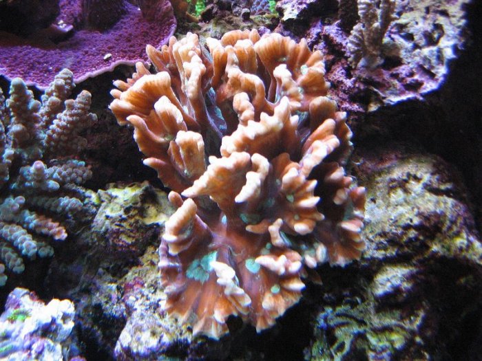 newcoral2.jpg