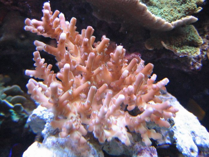 newcoral1.jpg