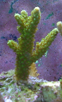 3&amp;quot; Bali Green Slimer Frag