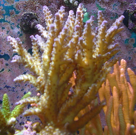 Purple Acropora (you have to ask John which sp.)