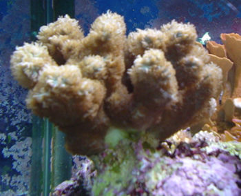 Brown Hydnaphora