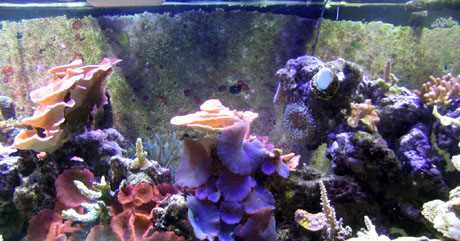 Scotts tank 018 small.jpg