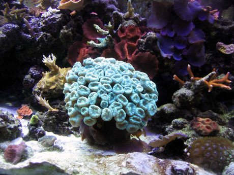 Scotts tank 019 small .jpg