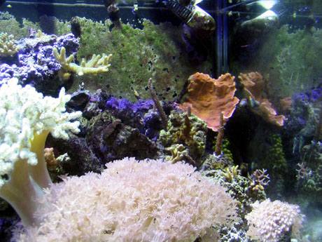Scotts tank 020 small.jpg