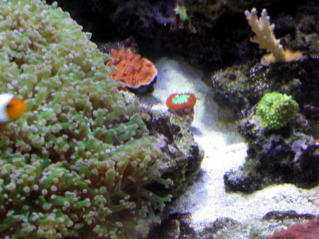 Scotts tank 023 small.jpg