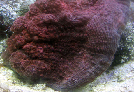 Scotts tank 005 small.jpg
