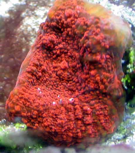 Scotts tank 008 small.jpg