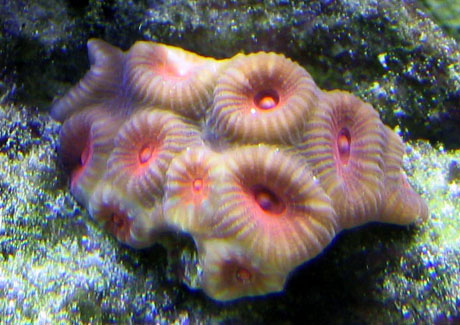 Scotts tank 013 small.jpg
