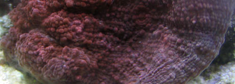 Scotts tank 004 small.jpg
