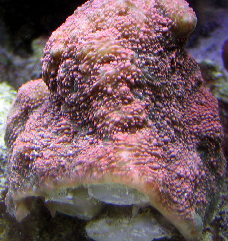 Scotts tank 002 small.jpg