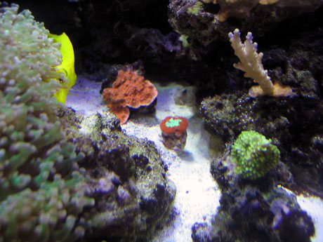 Scotts tank 006 small.jpg