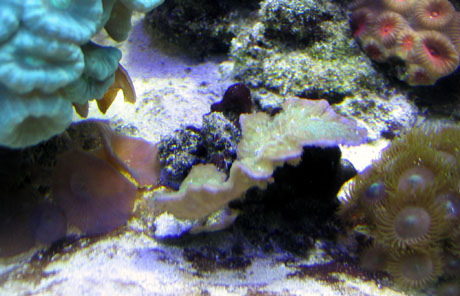 Scotts tank 007small.jpg