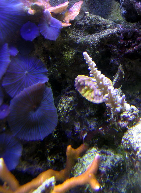 Scotts tank 011 small.jpg