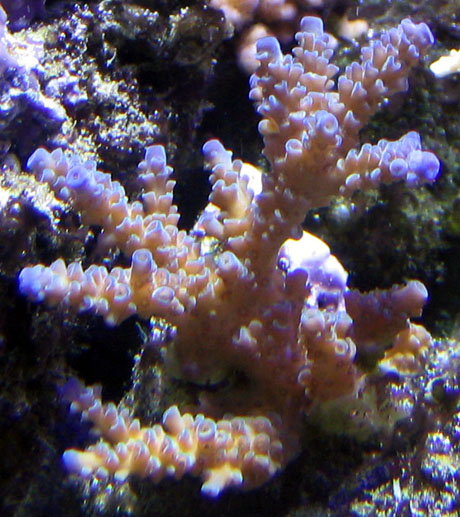 Scotts tank 009 small.jpg