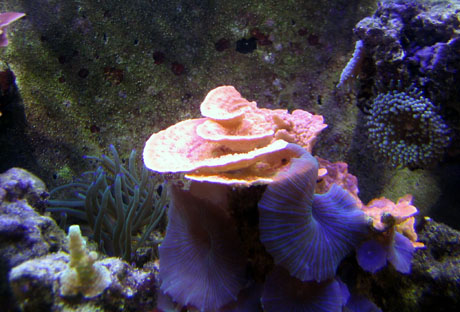 Scotts tank 017 small.jpg