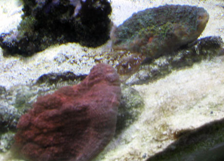 Scotts tank 025 small.jpg