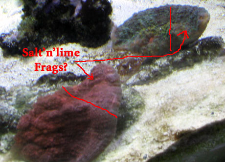 Scotts tank 025 small frag.jpg