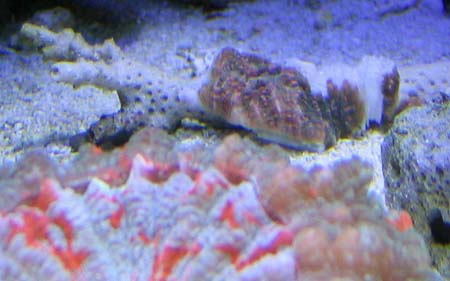 frags 049 small.jpg