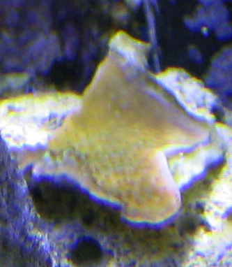 tri color frag.jpg