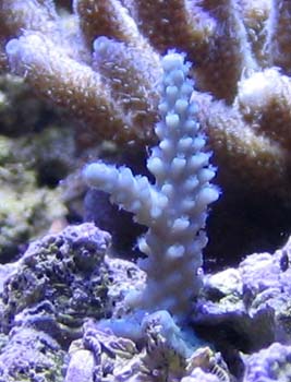 true blue stag small.jpg