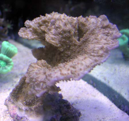 purple rim cap frag small.jpg