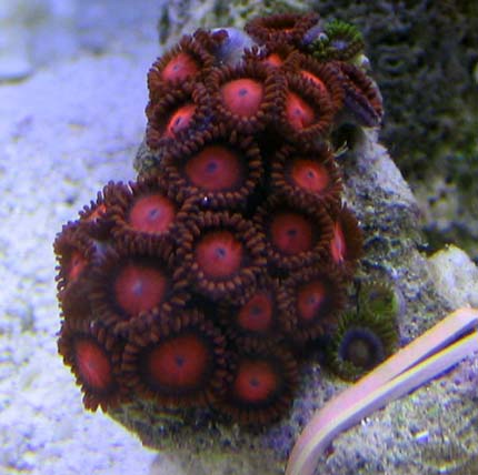 s 002 small.jpg