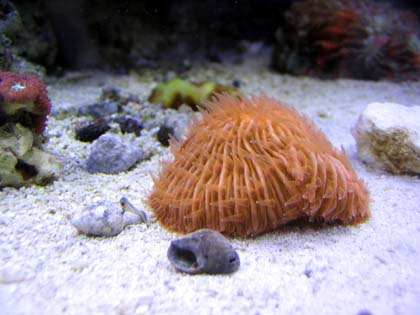 orange fungi small.jpg