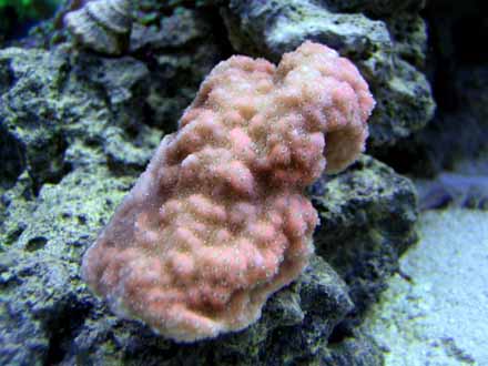 pink encrusting monti small.jpg