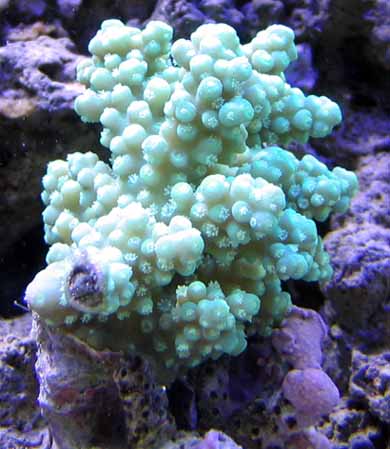 green acro crop small.jpg