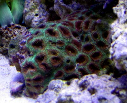 red and green favia.jpg