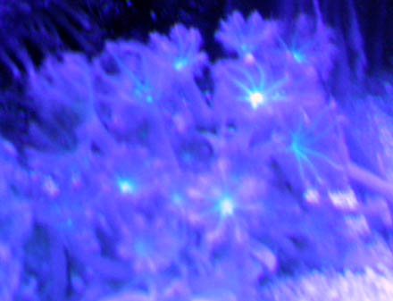 actinic clove 019.jpg