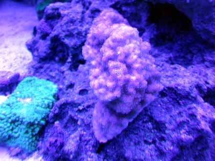 actinic small 021.jpg