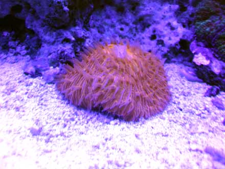 fungia actinic small 004.jpg