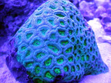 teal favia small002.jpg