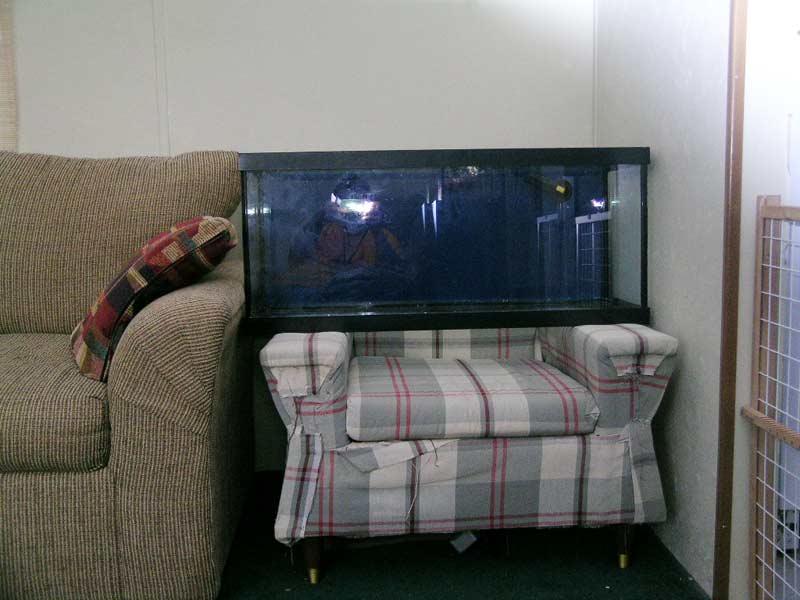This is where it is going to go...Probably going to line up the bottom of the tank to about 2&amp;quot; above the arm of the couch.