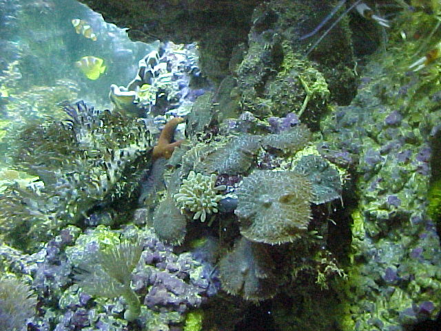 The mushrooms I guess they are a greenish color (not brown) under actinics and 20k's