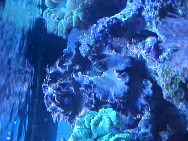 cabbage is in the middle,  It is the only place I could put it so it is hard to see it.