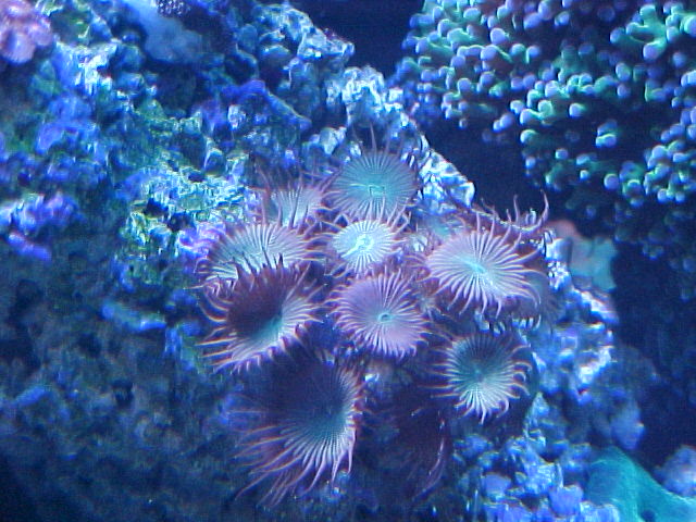 $10 zoos