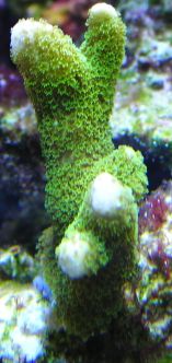 Dig Green.jpg