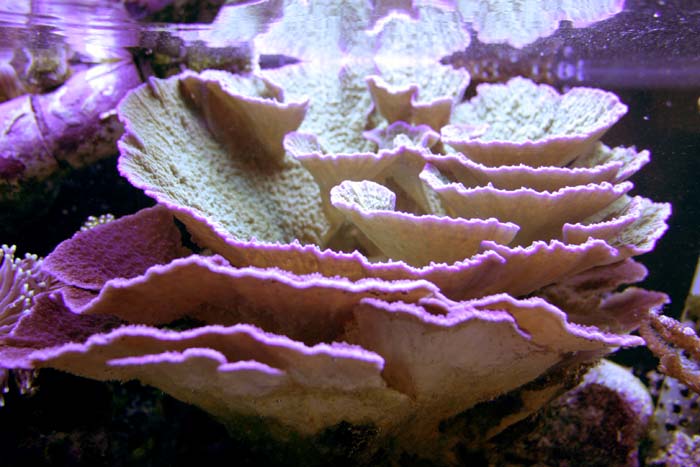 greenand purple cap.jpg