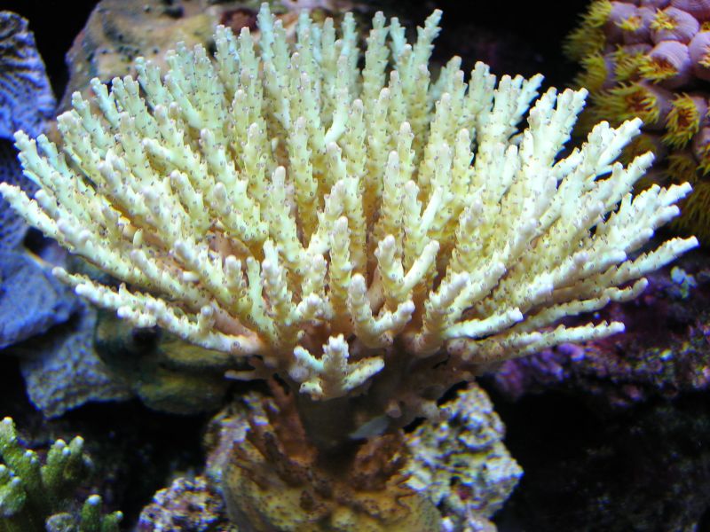 Acro.jpg