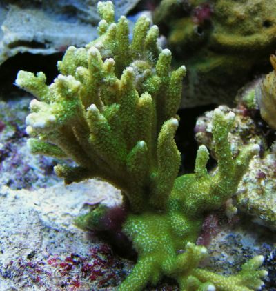 Montipora Hirsuta.jpg