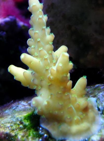 Granulosa.jpg