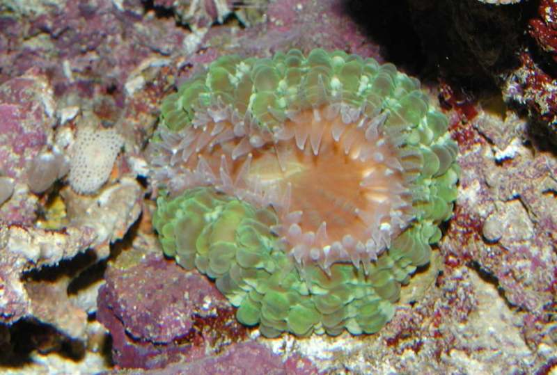 P42.jpg