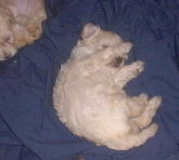 Sleeping.jpg