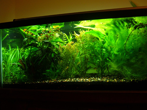 Aquarium 025m.jpg