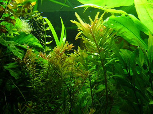 Aquarium 022m.jpg