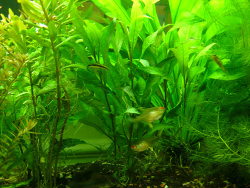 Aquarium 020m.jpg