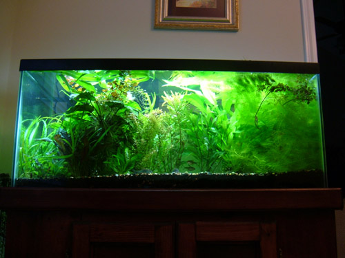 Aquarium 009m.jpg
