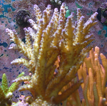 purple_acropora.jpg